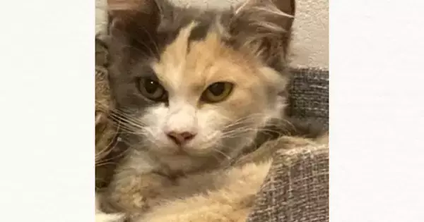 外で暮らしていた『薄汚れた野良猫』が保護されると…見違えるほど美しくなった『感動のビフォーアフター』に「とっても綺麗」「もう面影がないね」