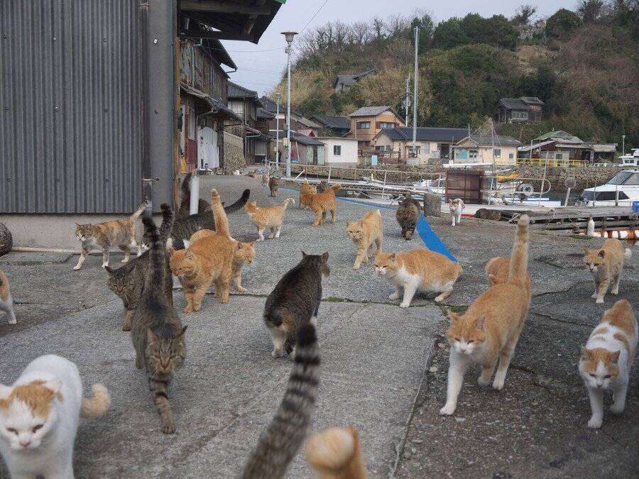 「新しい観光名所か、環境破壊か」 保護猫による「猫島」計画に賛否両論　インドネシア