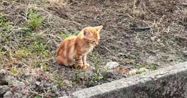 生きるために虫を捕まえていた『ガリガリの子猫』→保護され、『優しい先住猫』と出会うと……「本当にありがとう」「幸せになるんだよ」