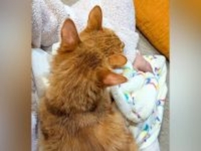 ２匹のネコに『ヒザの上争奪戦』をされた結果…絶対に動けない『まさかの状態』が250万表示「増量キャンペーン中ですか」「愛情がすごい」