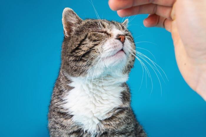 猫の『見た目が変化』する要因4つ　環境やライフステージが影響している？