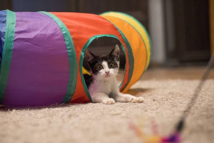 猫が『トンネル』に夢中になる理由3つ　本能が関係している？選ぶときのポイントまで