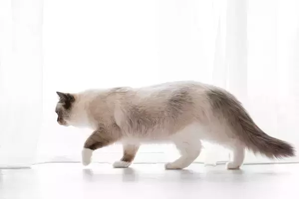 猫の『歩き方』にまつわる4つの知識　静かに歩ける理由や体のしくみなどを解説