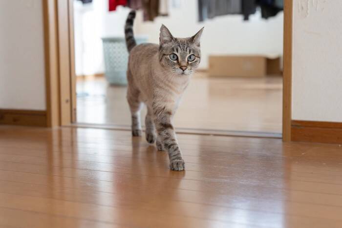 猫の『歩き方』にまつわる4つの知識　静かに歩ける理由や体のしくみなどを解説