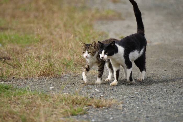 猫の『歩き方』にまつわる4つの知識　静かに歩ける理由や体のしくみなどを解説