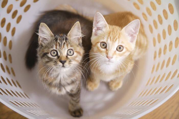 猫がいる場所で『部屋干し』をするときの注意点3つ　湿気やニオイが与える影響やトラブルを防ぐ工夫も解説