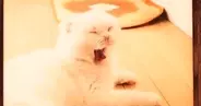『あくびする猫』を印刷したら、たった1つのミスで…『バケモノが誕生してしまった光景』に７万いいね「ホラーやんｗ」「笑いが止まらんｗ」