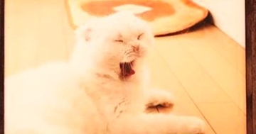 『あくびする猫』を印刷したら、たった1つのミスで…『バケモノが誕生してしまった光景』に７万いいね「ホラーやんｗ」「笑いが止まらんｗ」