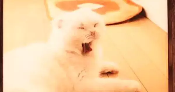 『あくびする猫』を印刷したら、たった1つのミスで…『バケモノが誕生してしまった光景』に７万いいね「ホラーやんｗ」「笑いが止まらんｗ」