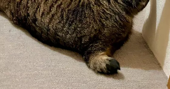 ゆったりと床で寝転んでいた猫→背後から見たら…美味しそうな『形』に爆笑の声「かぶりついちゃうｗ」「ビールに合いそう」と１万いいね