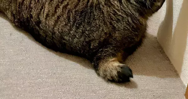 ゆったりと床で寝転んでいた猫→背後から見たら…美味しそうな『形』に爆笑の声「かぶりついちゃうｗ」「ビールに合いそう」と１万いいね