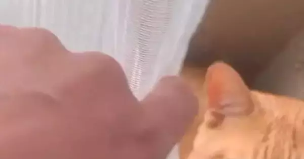 猫たちの様子を見ようと、カーテンをめくったら…予想外の『とんでもない格好』に爆笑「めっちゃ体柔らかいｗ」「どうしても一緒がいいんだｗ」
