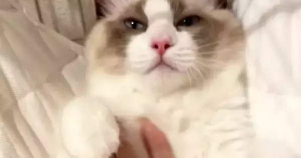 仰向けになってくつろぐ猫→『お腹をなでなで』されると…7秒後の『信じられない光景』が184万再生「えええ」「6秒まで全然だったのにｗ」