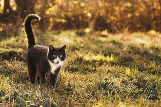 猫の『しっぽの種類』5選　形ごとの名称や特徴をご紹介