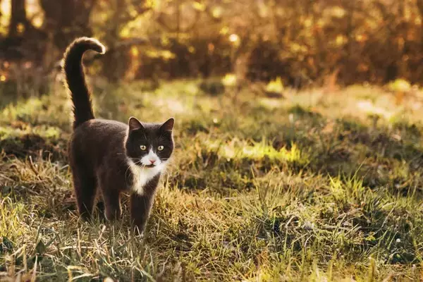 猫の『しっぽの種類』5選　形ごとの名称や特徴をご紹介
