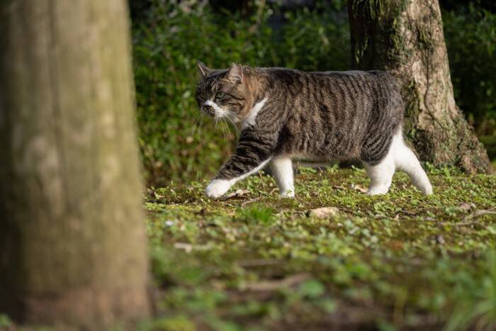 猫の『しっぽの種類』5選　形ごとの名称や特徴をご紹介