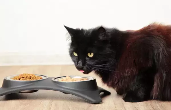 グルメな泥棒猫！　毎日「フード」を持ち帰ってくる愛猫を前に、飼い主さんは被害者を突き止められず困惑中　英国