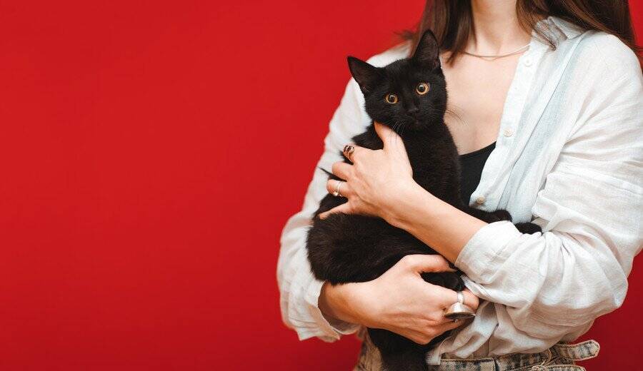 グルメな泥棒猫！　毎日「フード」を持ち帰ってくる愛猫を前に、飼い主さんは被害者を突き止められず困惑中　英国
