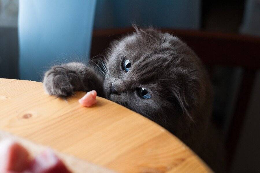 グルメな泥棒猫！　毎日「フード」を持ち帰ってくる愛猫を前に、飼い主さんは被害者を突き止められず困惑中　英国