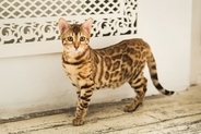 思わず見惚れてしまう『かっこいい猫種』5選　種類ごとの特徴から美しさを保つ秘訣まで