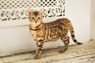 思わず見惚れてしまう『かっこいい猫種』5選　種類ごとの特徴から美しさを保つ秘訣まで