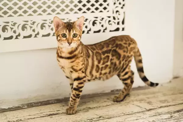 思わず見惚れてしまう『かっこいい猫種』5選　種類ごとの特徴から美しさを保つ秘訣まで