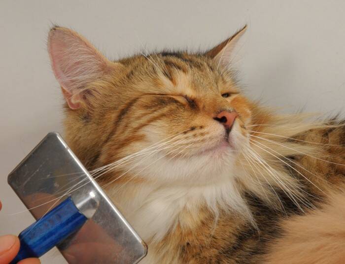 思わず見惚れてしまう『かっこいい猫種』5選　種類ごとの特徴から美しさを保つ秘訣まで