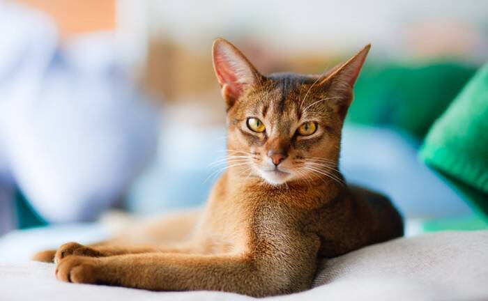 思わず見惚れてしまう『かっこいい猫種』5選　種類ごとの特徴から美しさを保つ秘訣まで