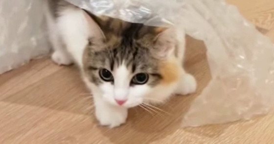 ビニールシートの下に潜った猫→そのまま歩き始めると…まるで『ファッションショー』のような光景に「急に始まったｗ」「かっこいい」と反響
