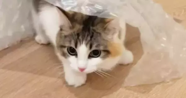 ビニールシートの下に潜った猫→そのまま歩き始めると…まるで『ファッションショー』のような光景に「急に始まったｗ」「かっこいい」と反響