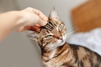 猫の飼い主が絶対にしてはいけない『NG行為』5つ　何気ない行動が負担に？避けるべき理由も