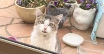 寒空の下で“ゴミを漁っていた野良猫”が家を訪ねてきて…保護された現在→心温まる変化に「涙が出る」「よかったよかった」と感動の声続出