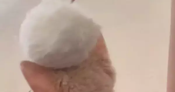 頭をぽんぽんとされる子猫→『全然反応しない』と思いきや、次の瞬間…まさかの行動に爆笑の声「A型のキレ方ｗ」「想像以上に爆発してたｗ」