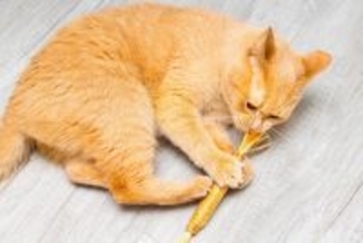 猫が夢中になる『マタタビとキャットニップ』の違い3つ　異なる注意点から安全に与える方法まで