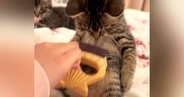 お腹をブラッシングされる子猫→飼い主さんが『手を止める』と…まさかの反応が293万再生「ぽっこりお腹が可愛すぎる」「悶えたｗｗ」