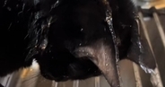 蛇口から流れ落ちる水に『夢中になっていた黒猫』…まさかの光景に笑ってしまうと50万再生「シャンプーｗ」「ニヤニヤしながら見てしまうｗ」