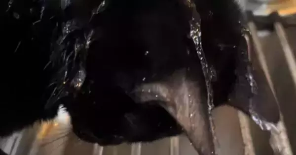 蛇口から流れ落ちる水に『夢中になっていた黒猫』…まさかの光景に笑ってしまうと50万再生「シャンプーｗ」「ニヤニヤしながら見てしまうｗ」