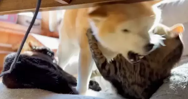 仲良く毛づくろいをしていた2匹の猫→『柴犬が乱入』してきた結果…微笑ましい光景に反響「それぞれの性格が出てて面白い」「冷静に見てるｗ」