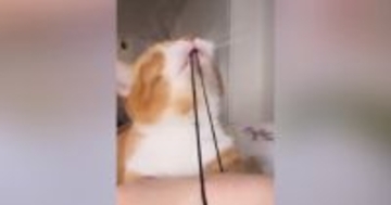腕につけていた『ヘアゴム』で遊び始めた猫→限界まで引っ張って……笑ってしまう展開に「可愛いから仕方ないｗ」「ゴム大好きだよねｗ」の声