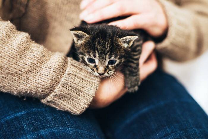 猫の『名前』をつけるときに注意すべきこと5つ　後悔しないためのポイントや名付けのコツ