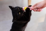 猫を『甘やかし続ける』と起こるリスク5つ　健康に与える悪影響から適切な接し方まで