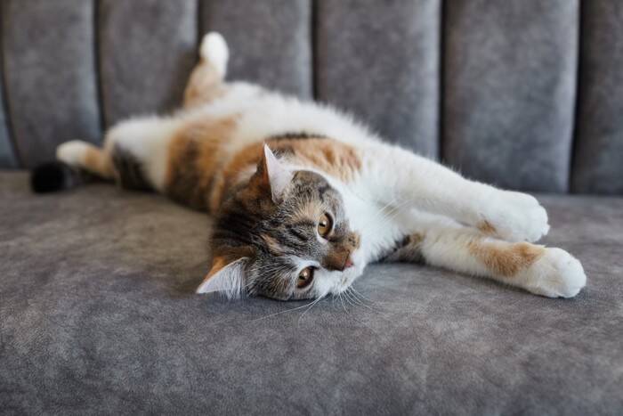 猫を『甘やかし続ける』と起こるリスク5つ　健康に与える悪影響から適切な接し方まで
