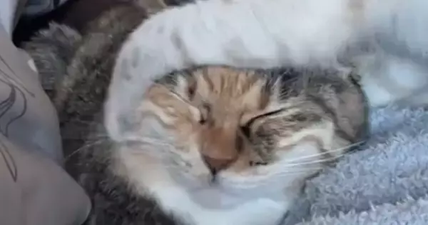 子猫にしつこく絡まれる先輩猫→『我慢の限界』に達した結果…衝撃の光景が89万再生「爆発してて笑ったｗ」「パワーがすごいｗ」と爆笑の声