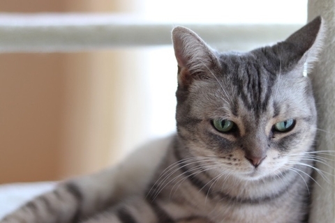 猫が『悲しい』と感じてしまう瞬間4つ　気付いてあげたいサインや接し方のポイントも