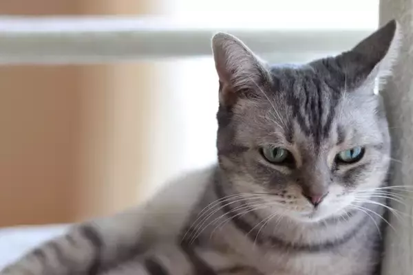 猫が『悲しい』と感じてしまう瞬間4つ　気付いてあげたいサインや接し方のポイントも