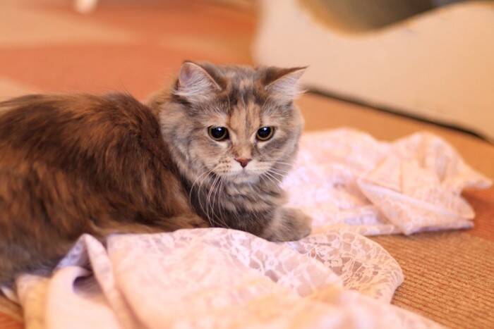 猫が『悲しい』と感じてしまう瞬間4つ　気付いてあげたいサインや接し方のポイントも