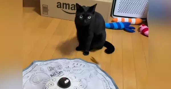 電動猫じゃらしを1年ぶりに起動した結果…猫が見せた『予想外のリアクション』が97万再生「あるあるで笑った」「おとなになったんだ」