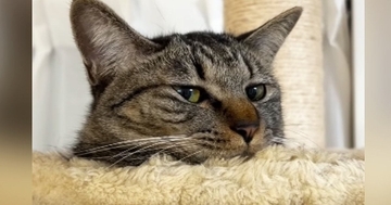 朝起きると寂しそうにしていた『甘えん坊猫』→撫でてあげると…愛おしすぎる光景が52万再生「意思表示してる」「めちゃめちゃ不満げｗ」