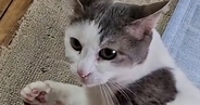 愛猫を連れて帰省→実家の猫と戯れていたら、『視線』を感じて…扉のほうを見ると→『まさかの光景』が67万再生「表情ｗ」「おもろすぎｗｗ」