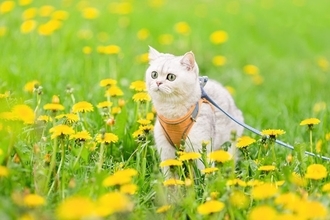 猫と飼い主のための猫専用公園「キャットピア」がオープン！新しい観光名所に？マレーシア